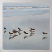 Poster Oiseaux de rivage (Devant)