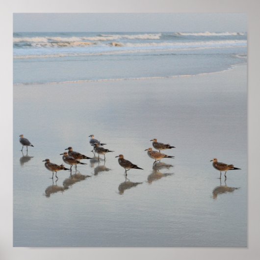 Poster Oiseaux de rivage (Devant)