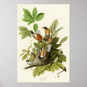 Poster Oiseaux de Robin John James Audubon d'Américain de