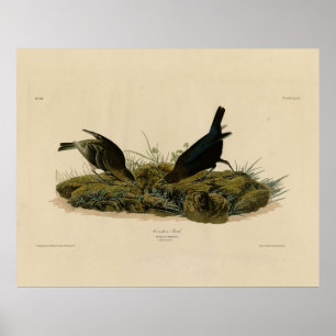 Poster Oiseaux de vache (Cowbird) Audubon's Birds of Amer