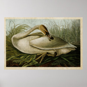 Poster Oiseaux du cygne de trompettiste du plat 376 %