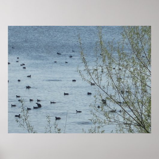 Poster Oiseaux du lac Imprimer (Devant)