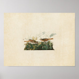 Poster Oiseaux du moineau Fox-Colorés par pipe% du plat