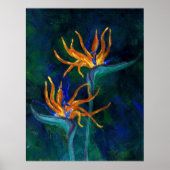 Poster Oiseaux du paradis (Devant)