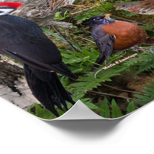 Poster Oiseaux du Québec (Coin)