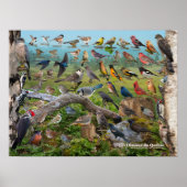 Poster Oiseaux du Québec (Devant)