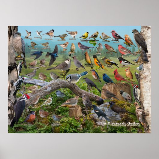 Poster Oiseaux du Québec (Devant)
