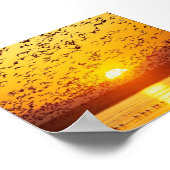 Poster oiseaux du soleil (Coin)