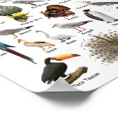 Poster Oiseaux éducatifs (Coin)