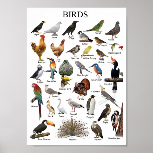 Poster Oiseaux éducatifs (Devant)