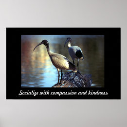 Poster Oiseaux en bille