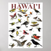 Poster Oiseaux endémiques de Hawaï'i (Devant)