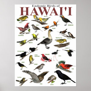 Poster Oiseaux endémiques de Hawaï'i