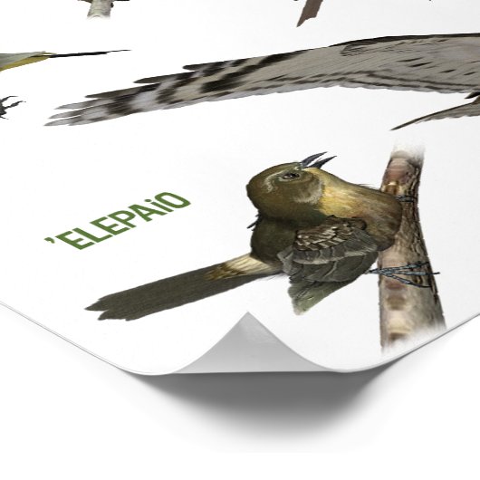 Poster Oiseaux endémiques de Hawaï'i (Coin)