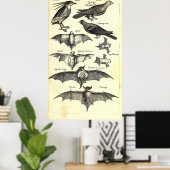 Poster Oiseaux et chauves-souris Illustration scientifiqu (Bureau à domicile)