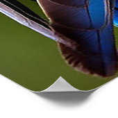 Poster Oiseaux Exotiques Perché Ensemble Cadeau pour Amat (Coin)