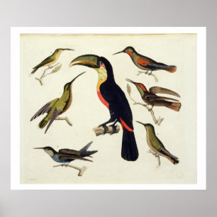 Poster Oiseaux indigènes, y compris le toucan (centre),