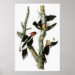 Poster oiseaux Ivoire-affichés d'Audubon de pivert de