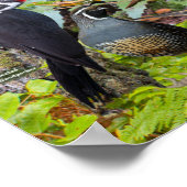 Poster Oiseaux jardins de Californie du Nord (Coin)