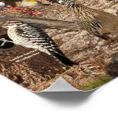 Poster Oiseaux jardins de Californie du Sud (Coin)