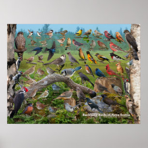 Poster Oiseaux jardins de la Nouvelle-Écosse