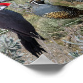 Poster Oiseaux jardins de l'est de l'État de Washington (Coin)