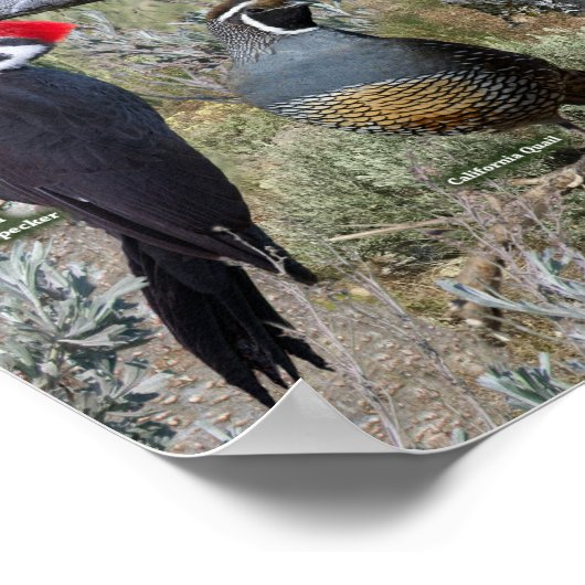 Poster Oiseaux jardins de l'est de l'État de Washington (Coin)