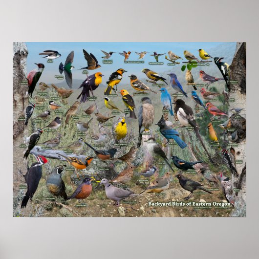 Poster Oiseaux jardins de l'est de l'Oregon (Devant)