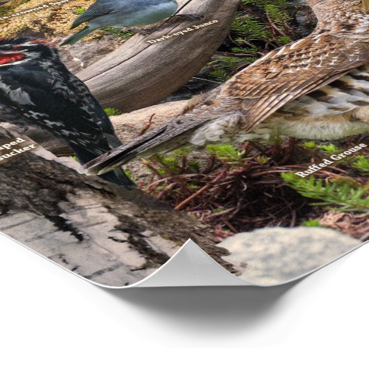 Poster Oiseaux jardins de l'Idaho (Coin)