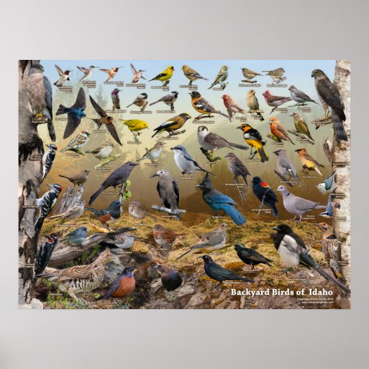 Poster Oiseaux jardins de l'Idaho (Devant)