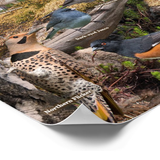 Poster Oiseaux jardins de l'Iowa (Coin)