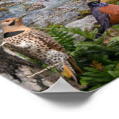 Poster Oiseaux jardins de l'Ohio (Coin)