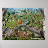 Poster Oiseaux jardins de l'Ohio (Devant)