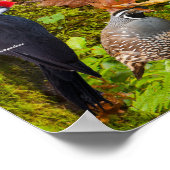 Poster Oiseaux jardins de l'Ouest (Coin)