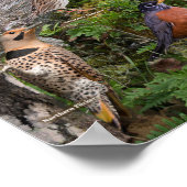 Poster Oiseaux jardins de Virginie (Coin)