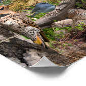 Poster Oiseaux jardins du Dakota du Sud (Coin)