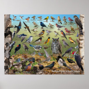 Poster Oiseaux jardins du Dakota du Sud