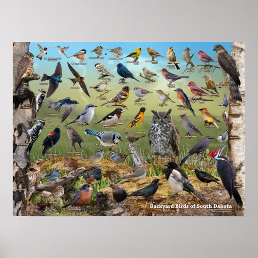 Poster Oiseaux jardins du Dakota du Sud (Devant)