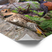 Poster Oiseaux jardins du Delaware (Coin)