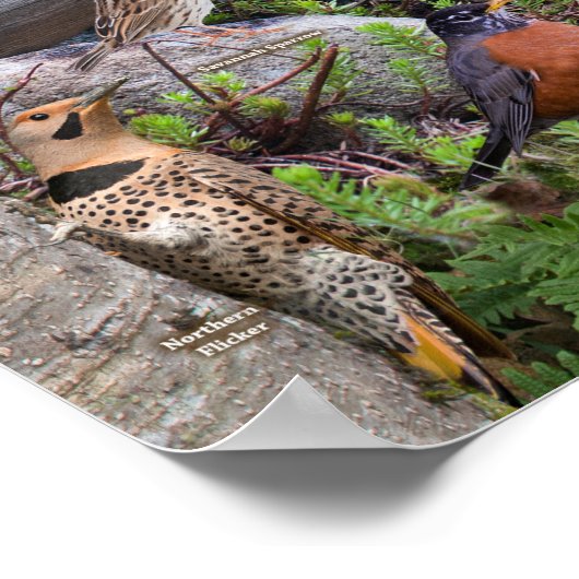 Poster Oiseaux jardins du Delaware (Coin)