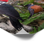 Poster Oiseaux jardins du Maine (Coin)