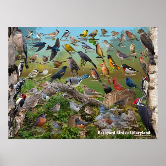 Poster Oiseaux jardins du Maryland (Devant)
