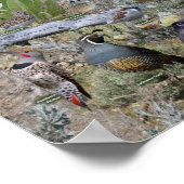 Poster Oiseaux jardins du Nevada (Coin)