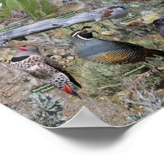 Poster Oiseaux jardins du Nevada (Coin)