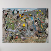 Poster Oiseaux jardins du Nevada (Devant)
