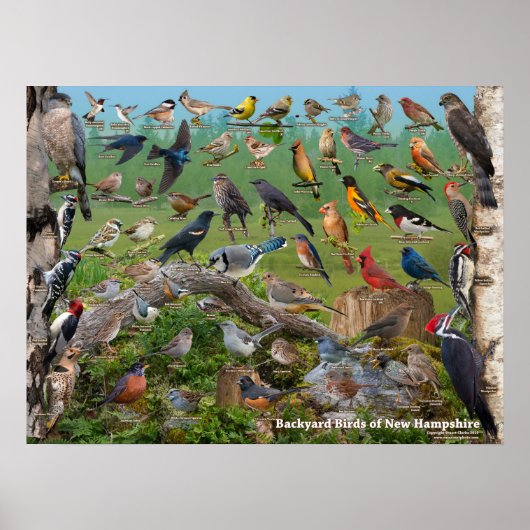 Poster Oiseaux jardins du New Hampshire (Devant)