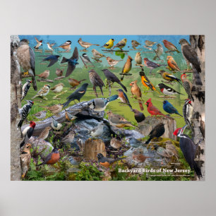 Poster Oiseaux jardins du New Jersey