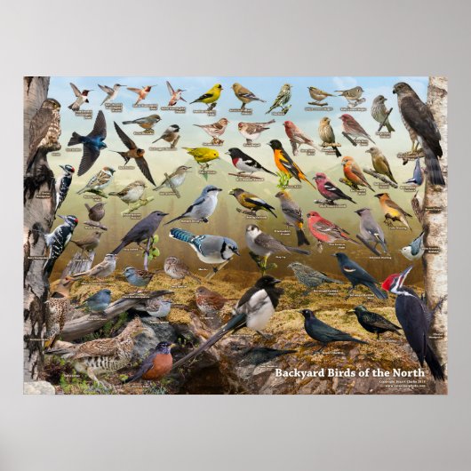 Poster Oiseaux jardins du Nord (Devant)