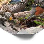 Poster Oiseaux jardins du Nord (Coin)