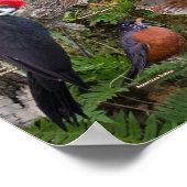 Poster Oiseaux jardins du Nouveau-Brunswick (Coin)